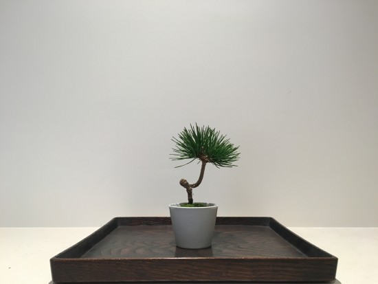 The pine tree potted in to Imari Porcelain by Hanamasa in Kyoto and the lacquer tray hollowed out and painted by Syuzo Shingu.