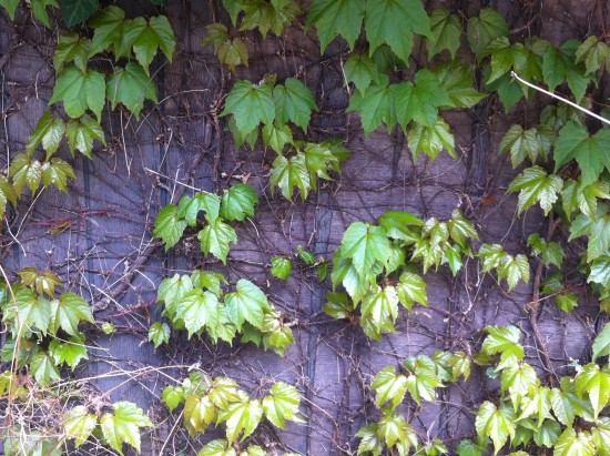 Ivy leaves shot in Teshima
